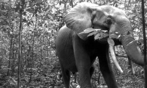 CITES in Bangkok : Elephant in Nouabale Ndoki National Park, Republic of Congo