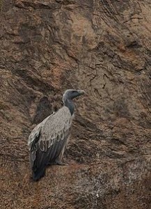 220px-Indian_vulture_on_cliff